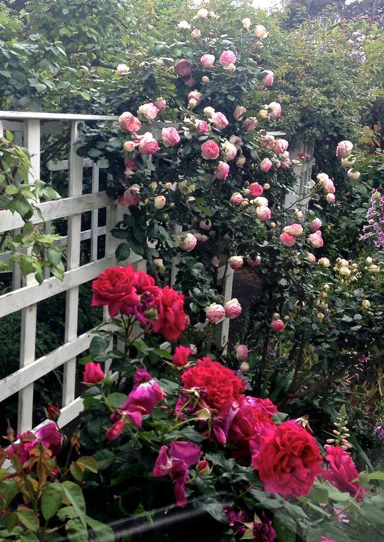 Bed Of Roses Villa Apollo Bay Luaran gambar