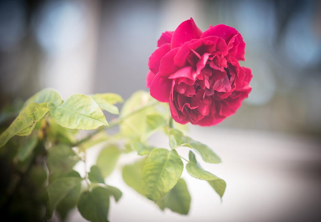 Bed Of Roses Villa Apollo Bay Luaran gambar